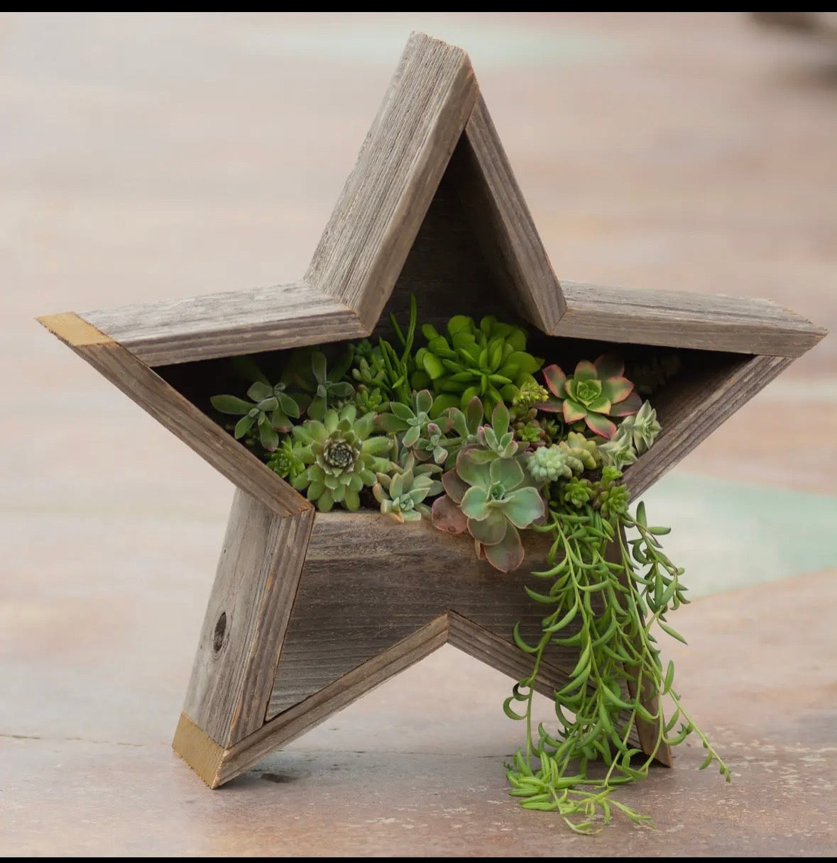 Star Pocket Planter from Wildflower & Twine